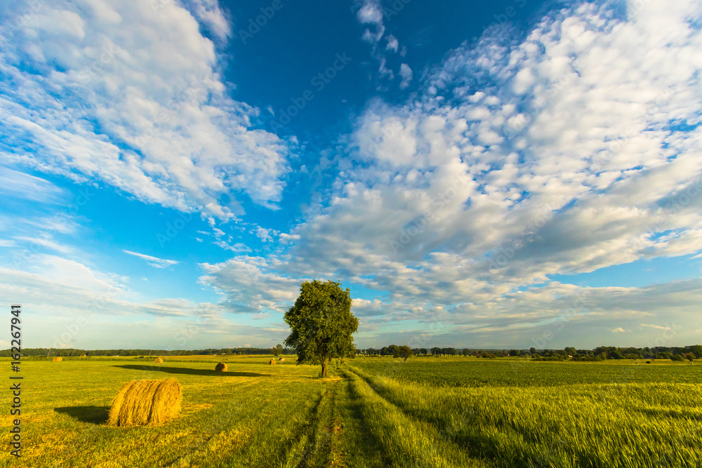 Fototapeta premium Beautiful rural field landscape with lonely tree, field road and sun rays.
