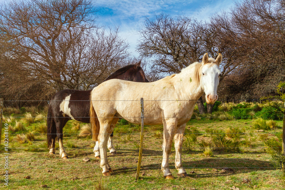 Obraz premium Two horses standing next to a wire fence