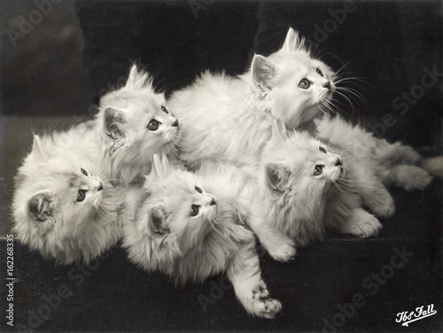 Canvas Print Fall - Chinchilla Kittens. Date: 1935