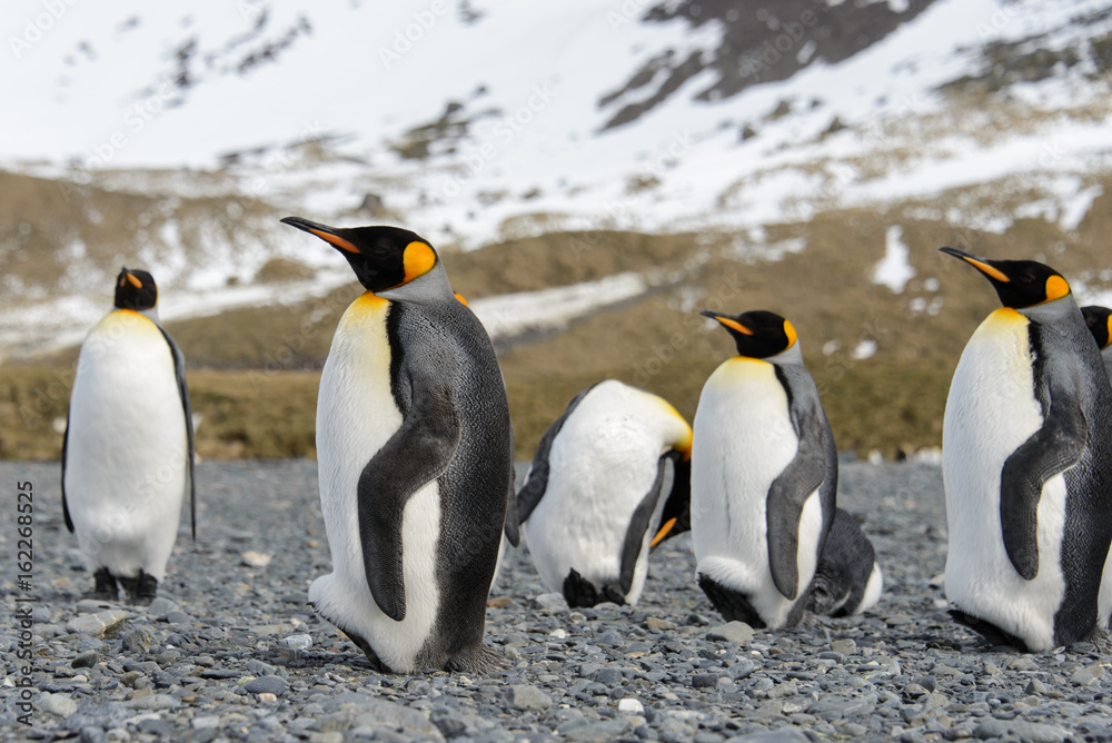 Fototapeta premium King penguins on South Georgia island
