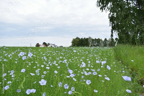 поле с голубыми цветами льна и деревня вдали