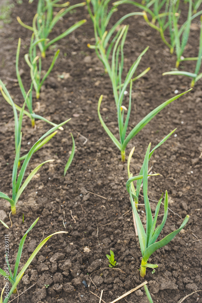 Onion on the garden bed. Selective focus. Onion on the garden bed. Selective focus.