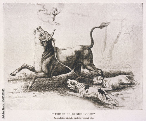 Bulldog - Baiting Bull. Date: circa 1820 photo