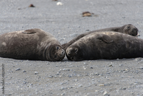 Fur seal