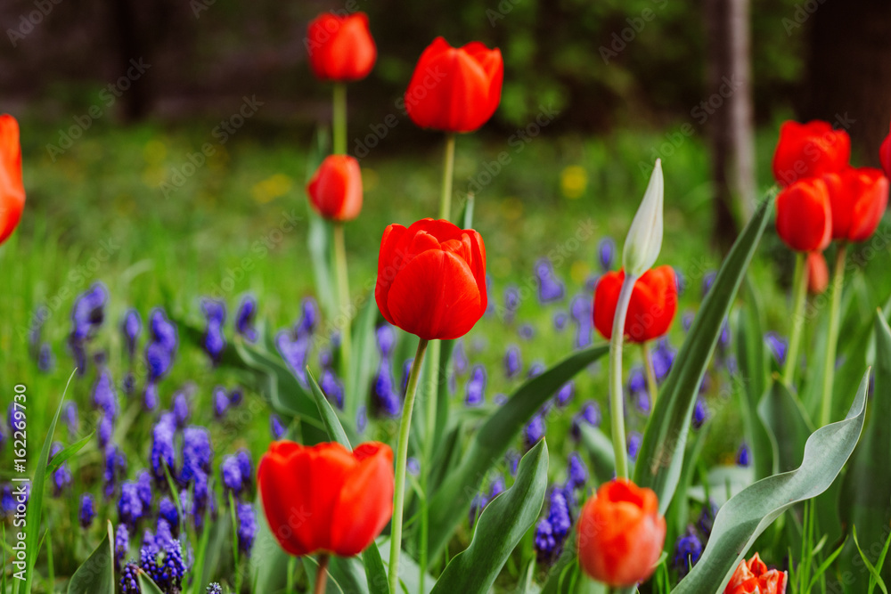 Alley of red tulips during flowering in a garden among flowers