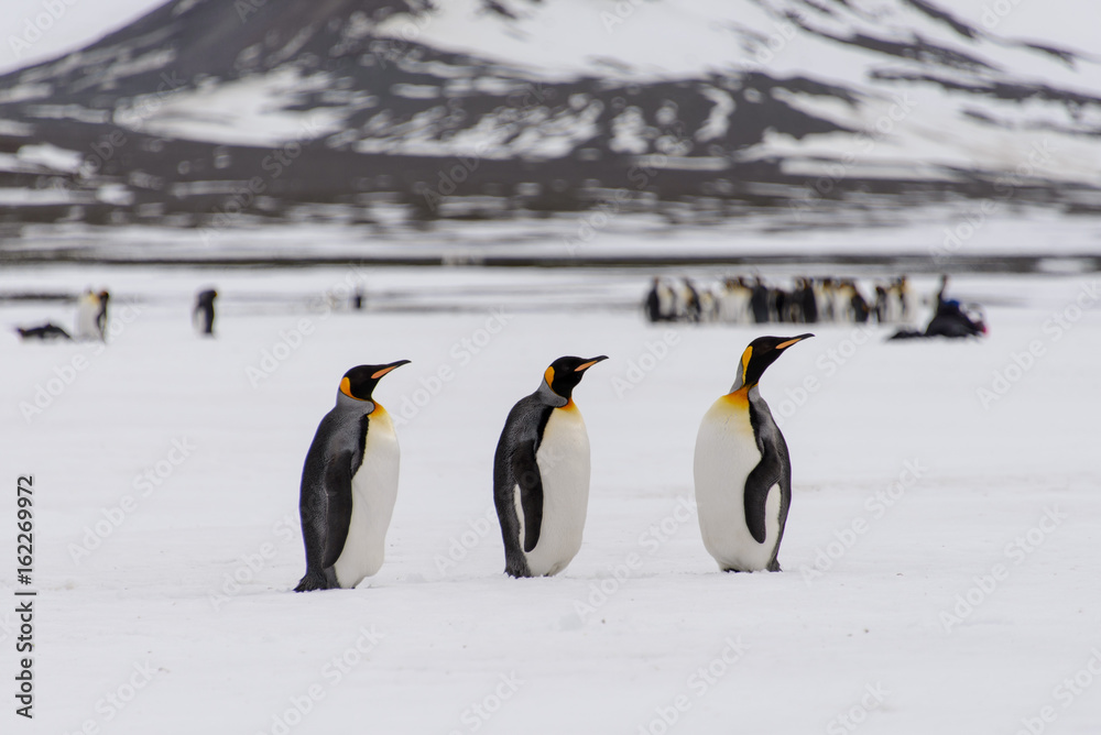 Obraz premium King penguins on South Georgia island
