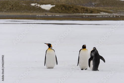 King penguins on South Georgia island