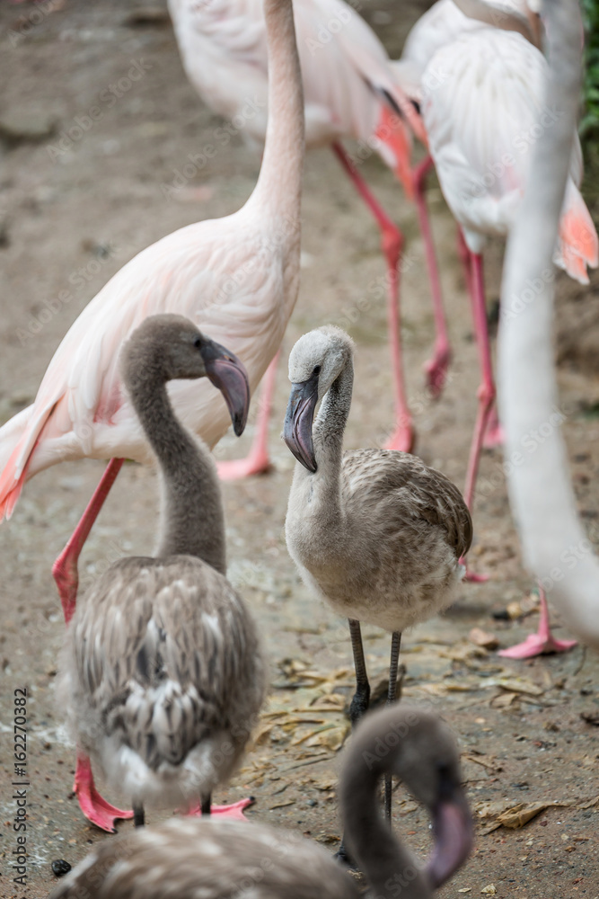 Obraz premium Baby flamingo standing in the midst of its flock.