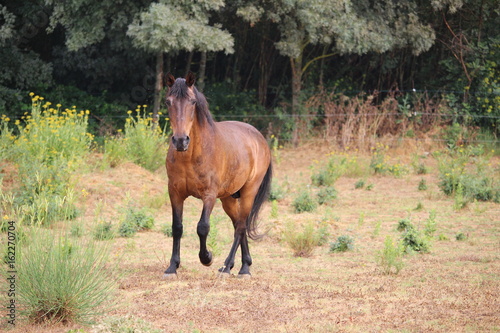 cheval au trot © canecorso