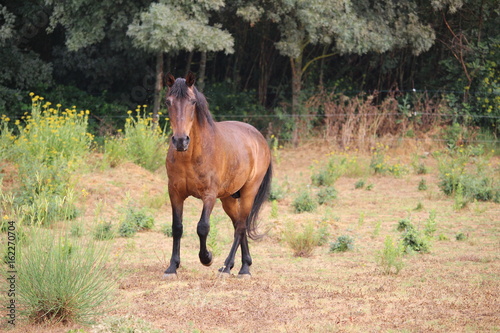 cheval au trot