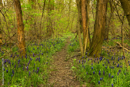 Hyacinths in the forest with bright violet paints
