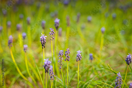 Hyacinths in the forest with bright violet paints