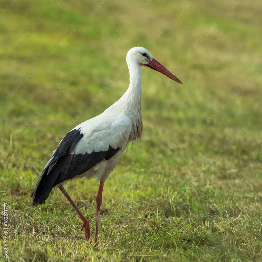Fototapeta premium Storch Gang