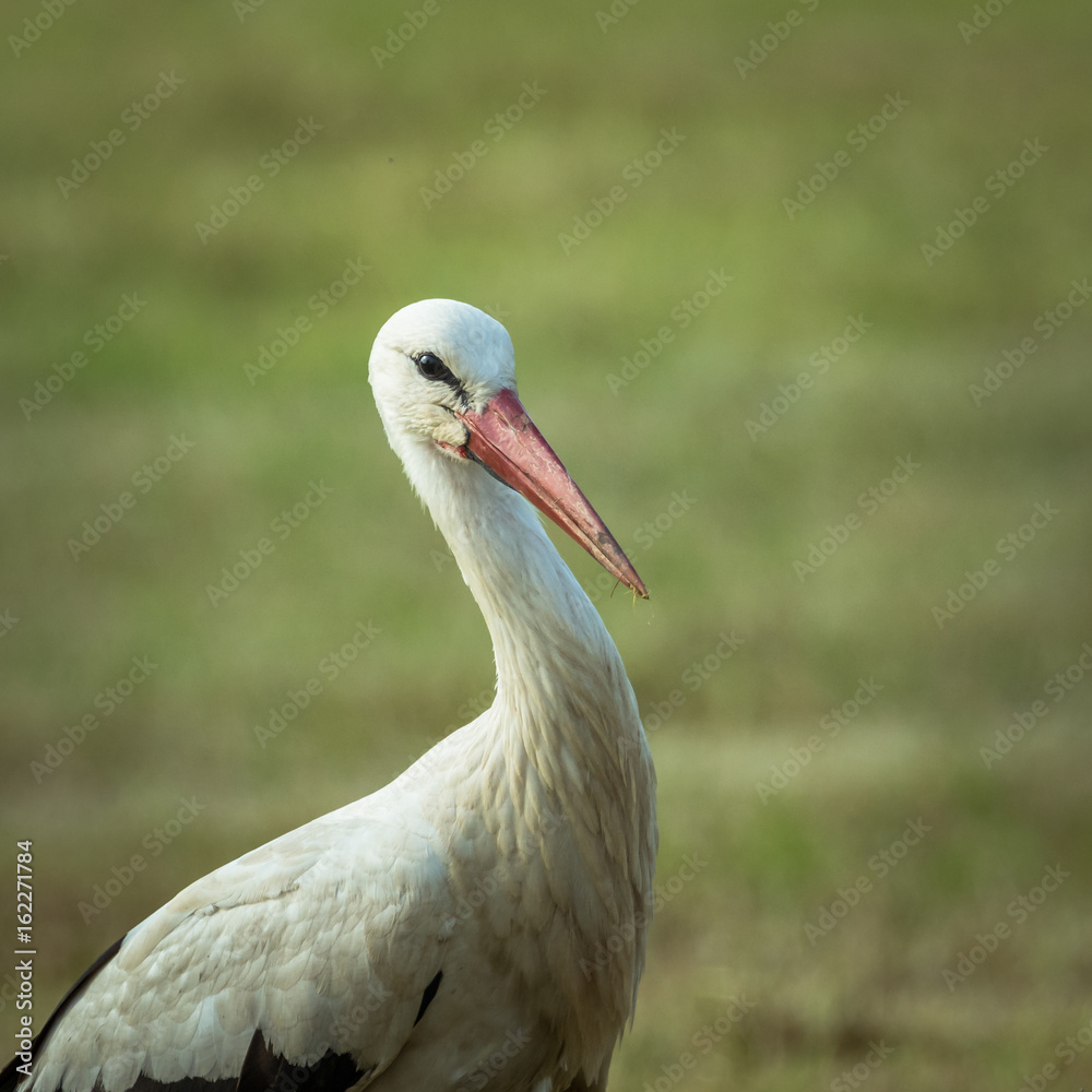 Fototapeta premium Storch Portrait