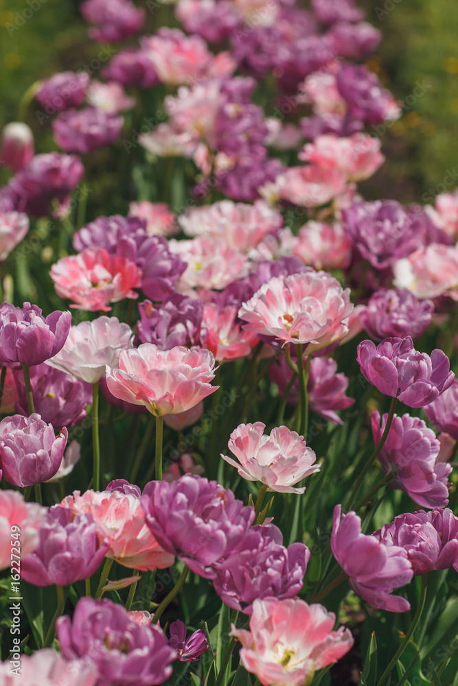 flowers tulips on a flowerbed in the Park