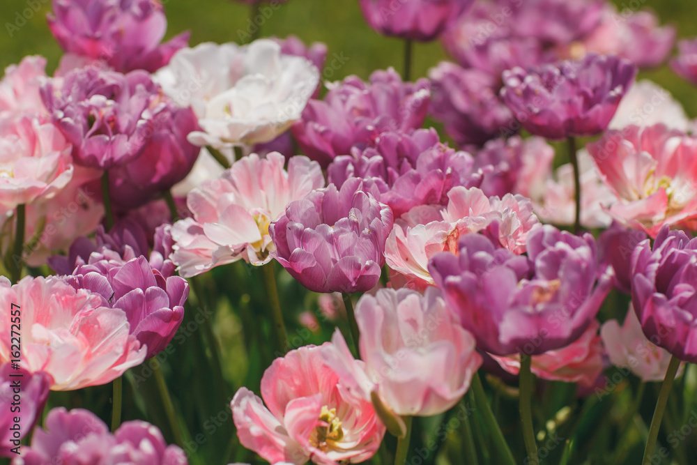 flowers tulips on a flowerbed in the Park