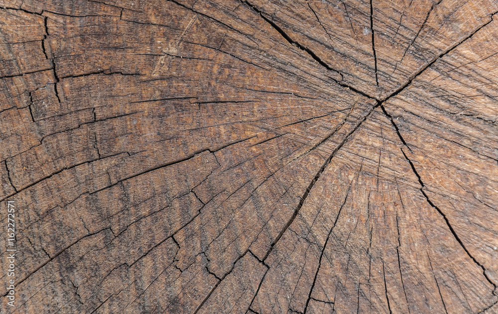 Fototapeta premium Wodden texture