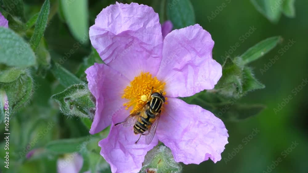 Close up from a Hoverfly collecting nectar in The Netherlands Close up from a Hoverfly collecting nectar in The Netherlands