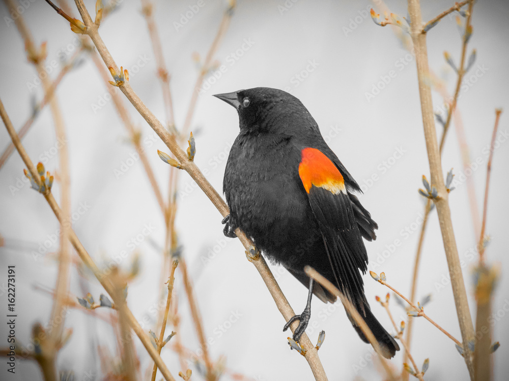 Red-winged black bird male on branch Red-winged black bird male on branch