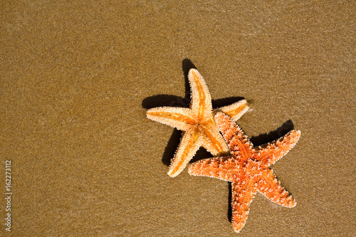 Starfishes on the beach
