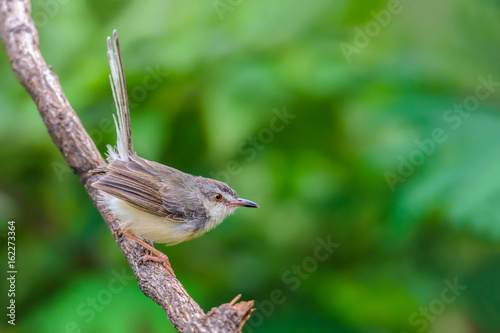 Plain Prinia or White-browed Prinia or Prinia inornata, beautiful bird on branch on green background.