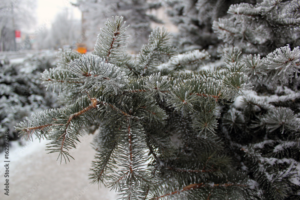 A branch of fir evergreen tree covered in snow