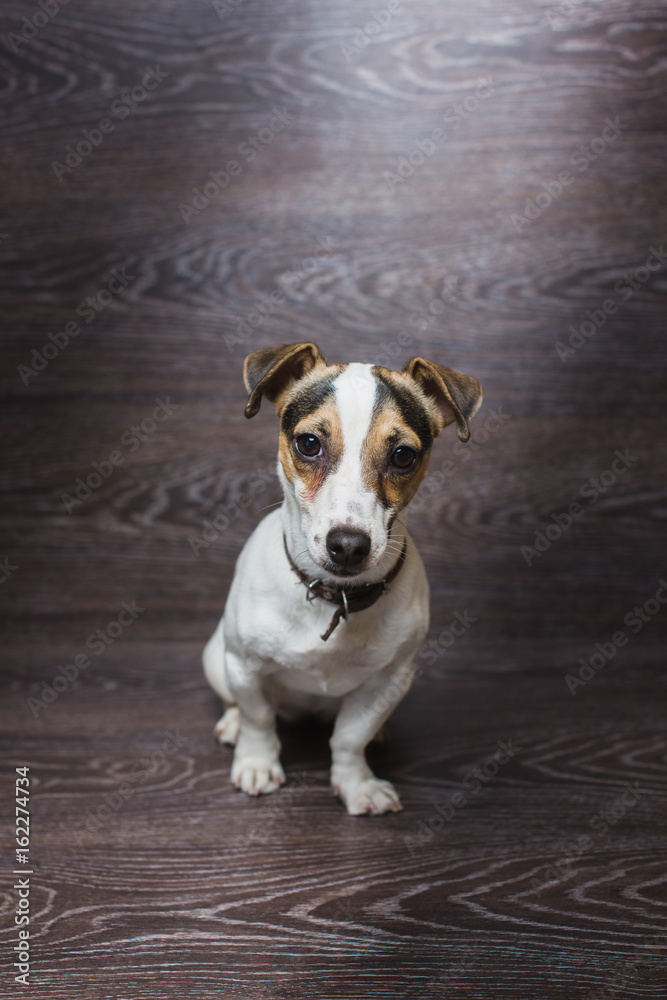 Pretty puppy is staring with curiosity. Jack Russell Terrier in front of dark wooden background.