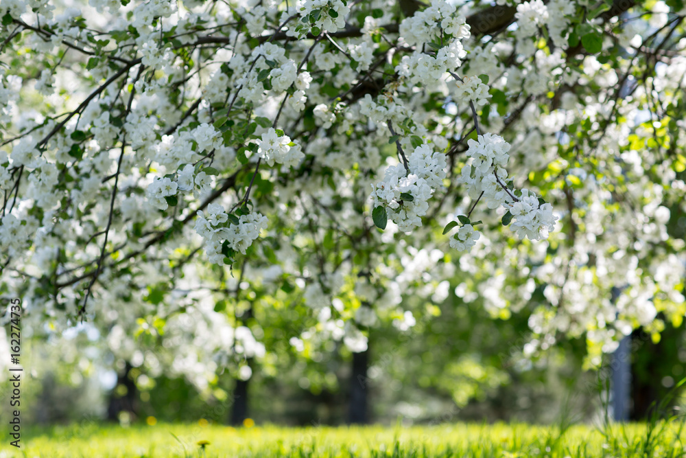 Flowering Apple trees