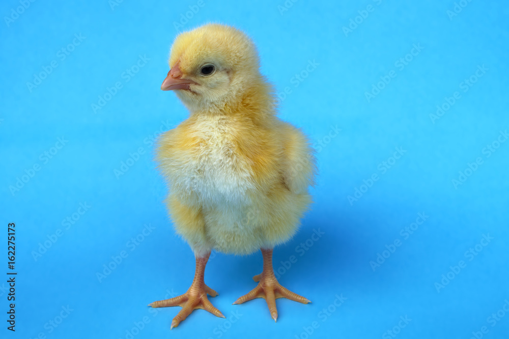 little baby bird hen chick chicken on blue background farm studio one cute feather