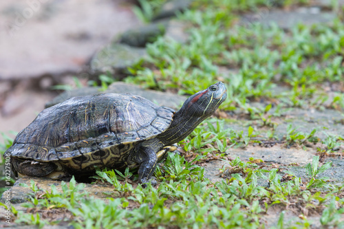 Turtle on the grass with an outstretched neck
