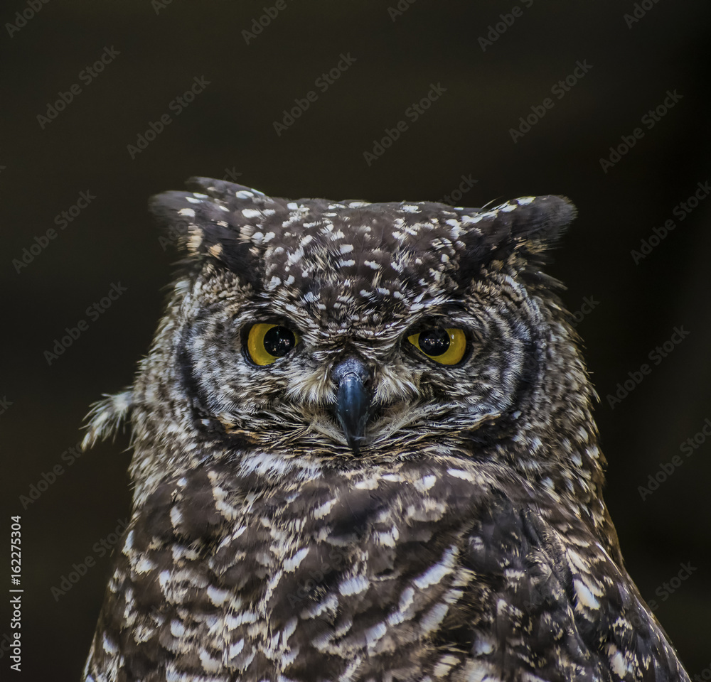 Fototapeta premium Gufo