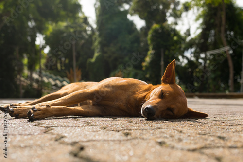 The dog is lying on the road and basking in the sun