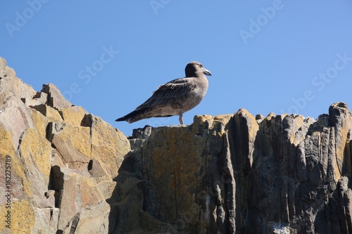 Tasmanische Möwe II photo