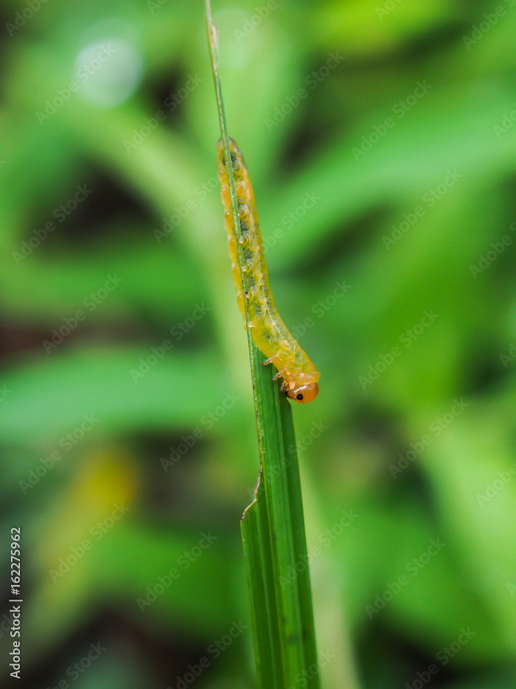 Fototapeta premium Yellow worm eating green leaf close up vertical