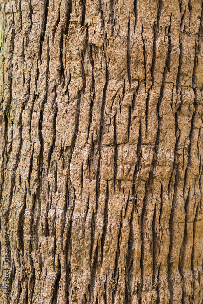 Old Bark Tree texture background, Brown Tree trunk Old Bark Tree texture background, Brown Tree trunk