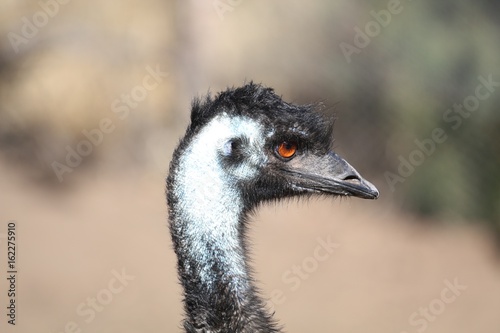 Emu Closeup II