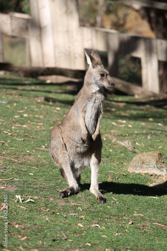 Känguru I