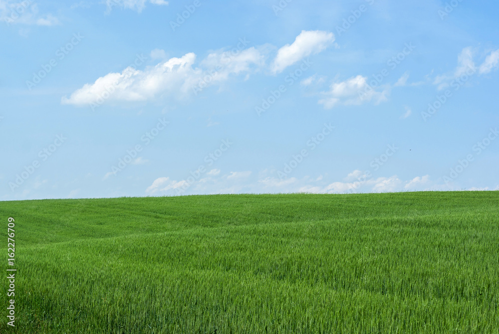 Field of wheat and blue sky. Nature background, agriculture, plant cultivation