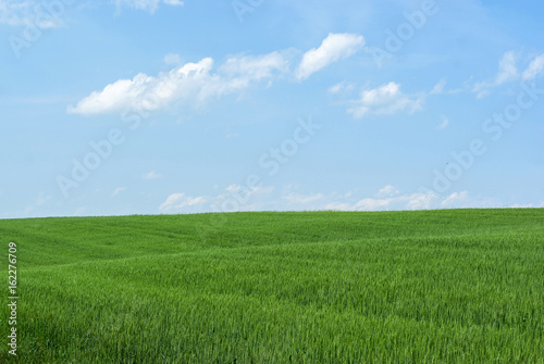 Field of wheat and blue sky. Nature background, agriculture, plant cultivation © romankrykh