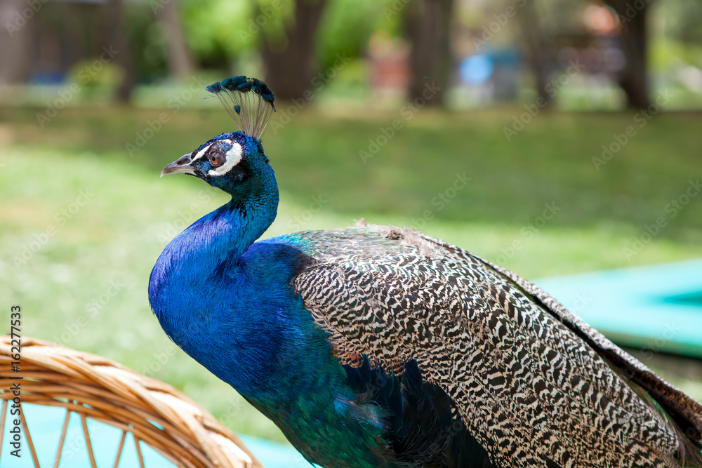 Fototapeta premium Peacock