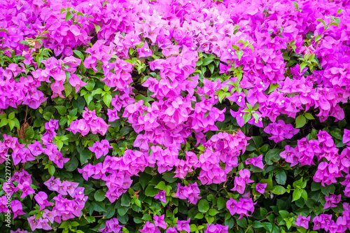 Bougainvillea Blossom