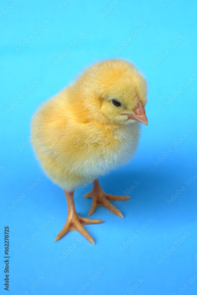 chick in studio blue background chicken hen baby animal