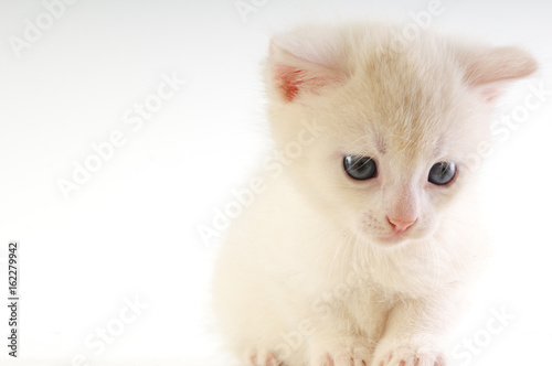 Little white kitten