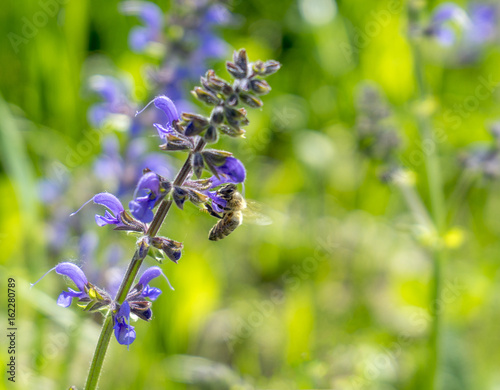 meadow clary flowers photo