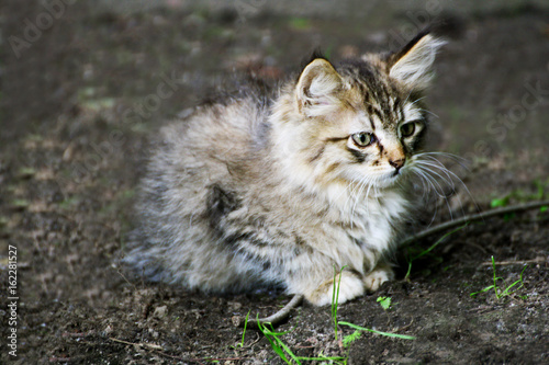 Ruffled little kitten.