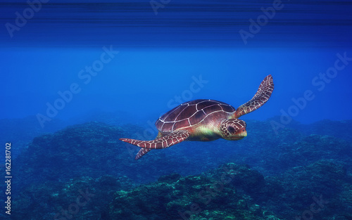 Turtle swimming © Orlando Florin Rosu