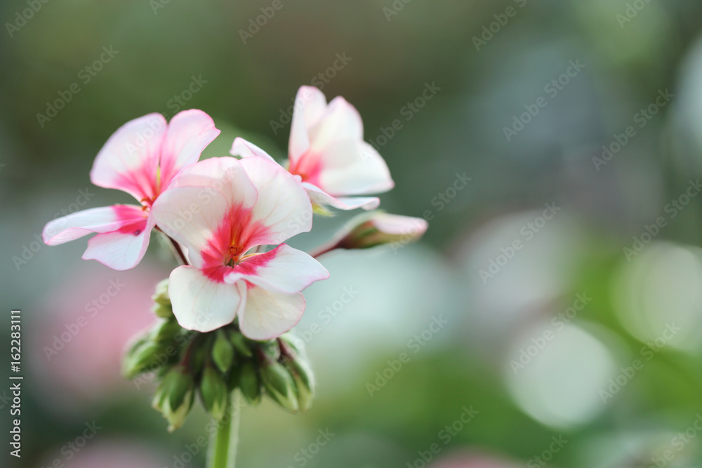 prince de monaco pink rose flowers in close up prince de monaco pink rose flowers in close up