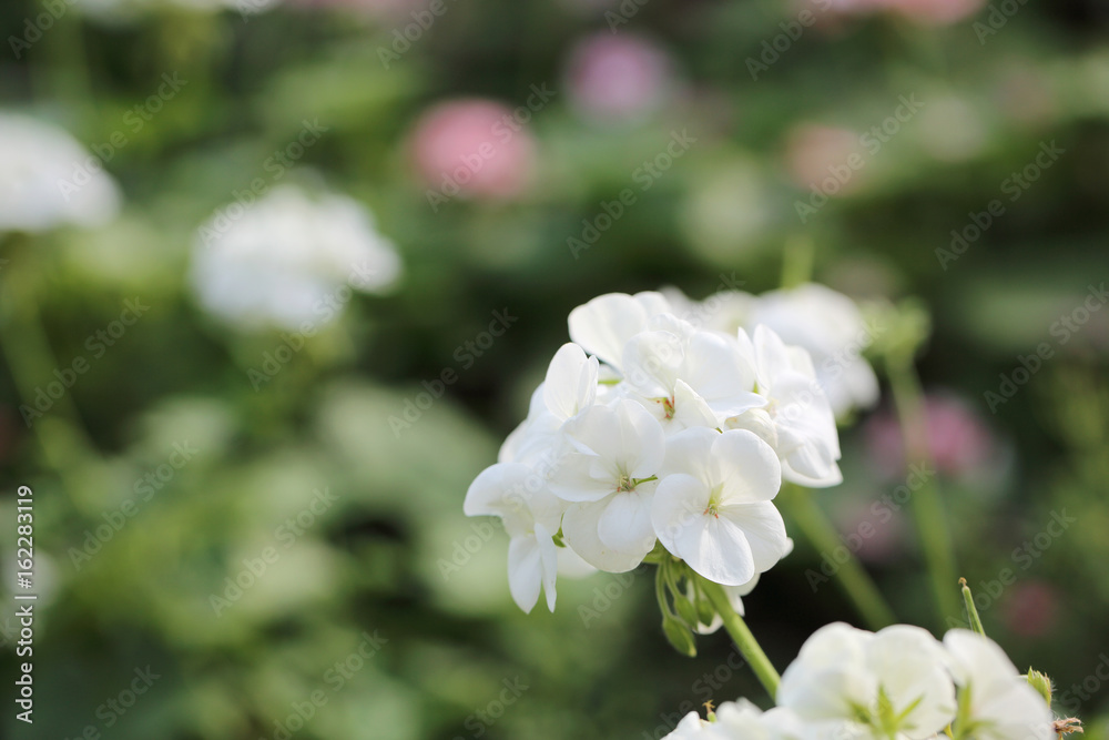 white sedum flowers in close up