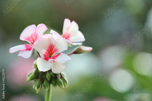 prince de monaco pink rose flowers in close up