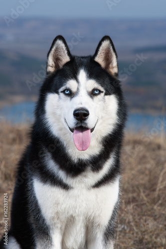 Black and white Siberian husky sitting in the dry grass